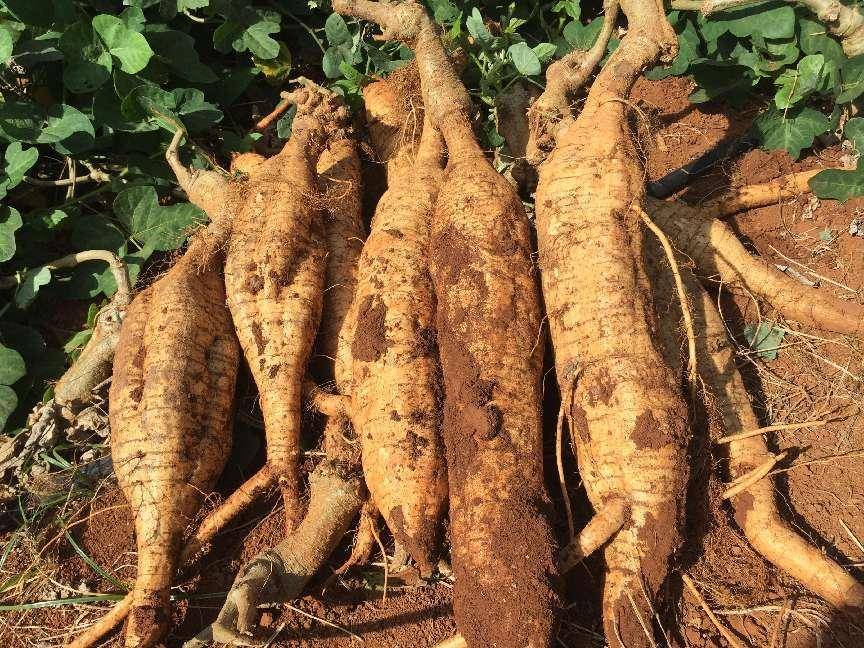 产品_葛根_消费者