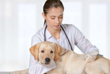 没有打疫苗的幼犬是很容易感染一些急性传染病的,若是幼犬有拉稀大便