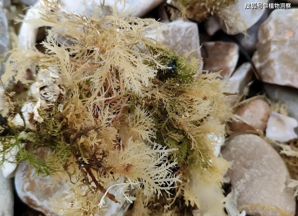 鹿角菜,又称赤菜,山花菜,有3大作用,价值极高,农民朋友要了解!