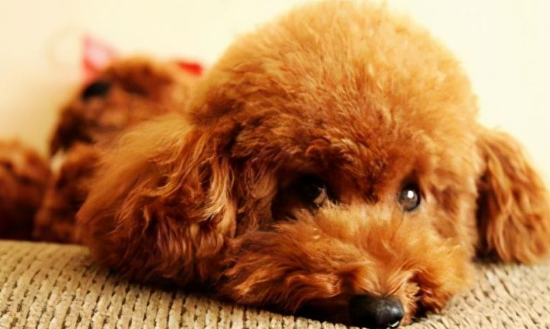 泰迪有这几个表现,宠主就要留意了,可能是"疾病"的信号!