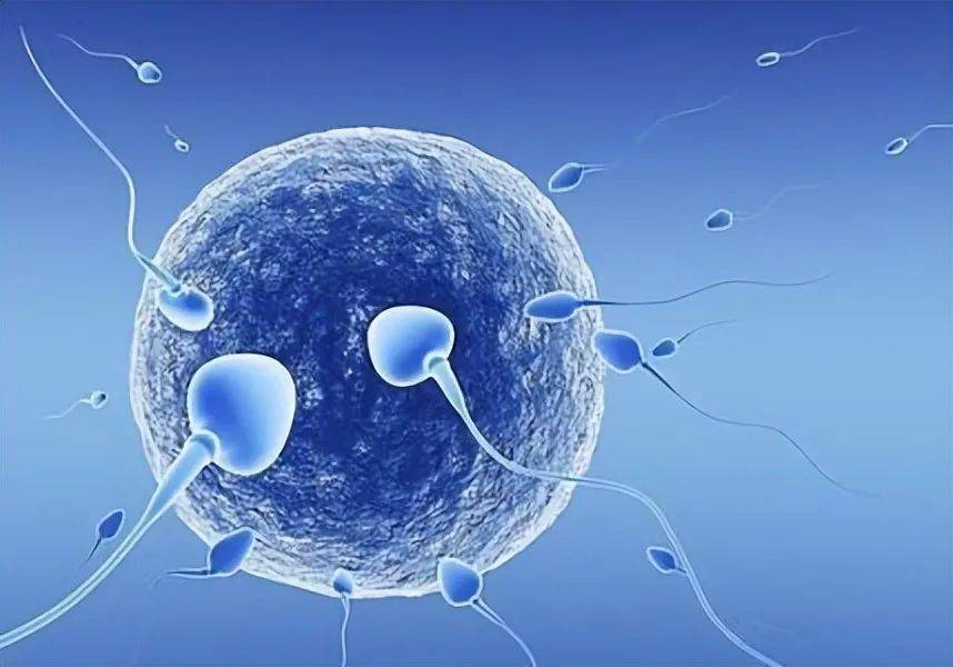 试管怎样挑选优质精子(做试管婴儿时如何选择精子)
