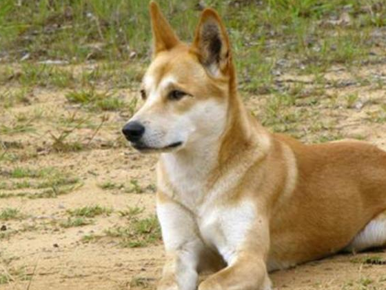 澳洲遭"大黄"入侵,吃鲨鱼就像吃辣条,网友:中华田园犬