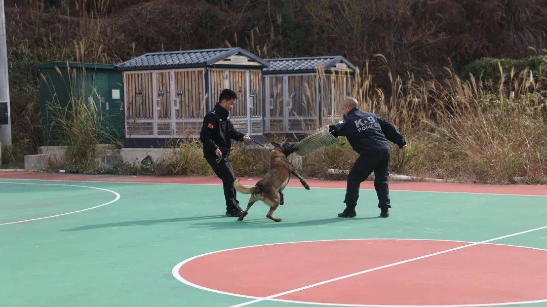 卧,立,搜,前来,前进……"这些口令下达时警犬中队便开始了日常训练