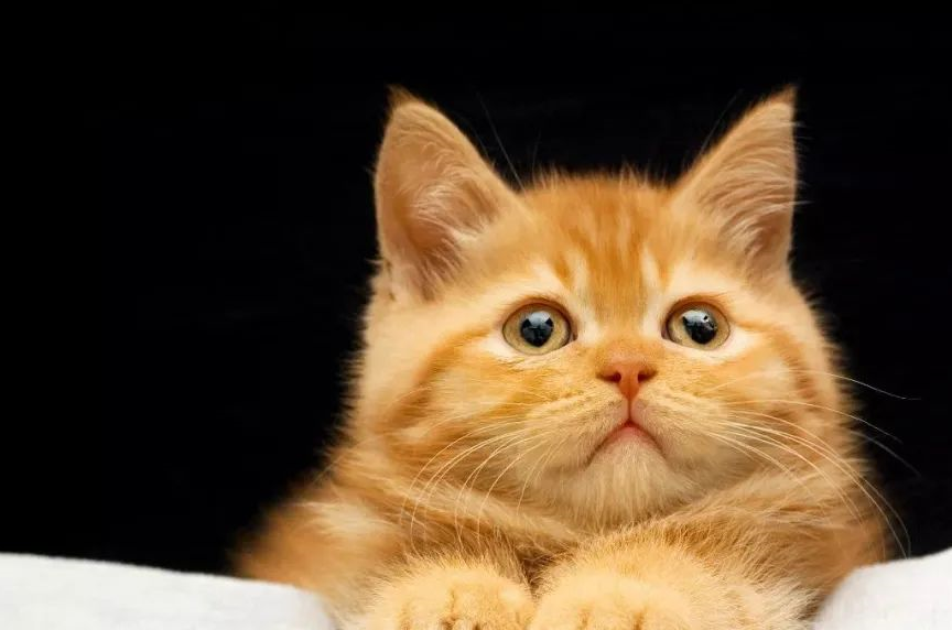 小猫咪打架讲什么武德?_不