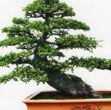 如何制作一盆榔榆桩景 榔榆桩景的制作方法_盆景_进行_根部