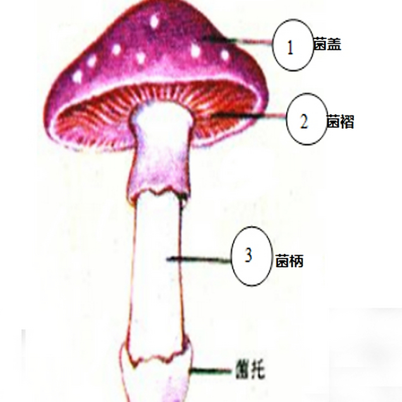 市场博物:干香菇三态——花菇,冬菇,香信,如何各尽其材_烹调_其特点