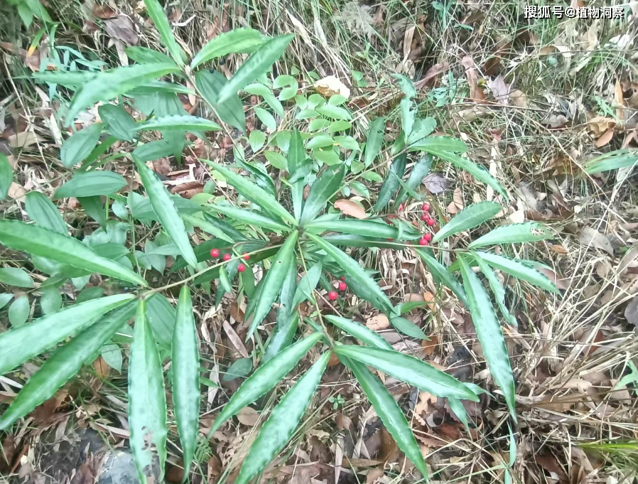 朱砂根图片功效图片