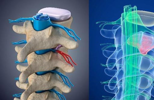 脊髓是人和脊椎动物中枢神经系统的一部分,在椎管里面,上端连接延髓