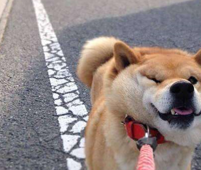 小柴犬在外面贪玩不肯回家,撒娇耍赖带走位,网友:这操作厉害了_主人公