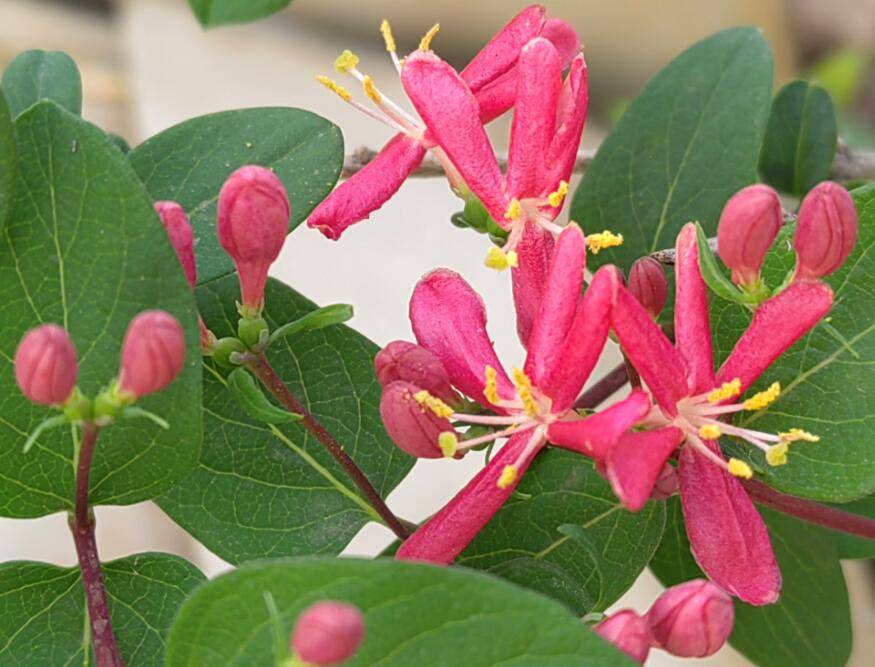 藍葉忍冬(學名:lonicera korolkowi)忍冬科,忍冬屬落葉灌木,用