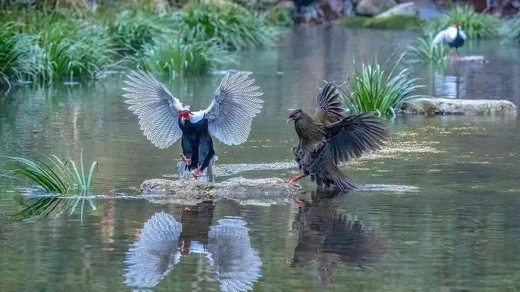 鸟类中的大熊猫白颈长尾雉,属国家一级保护鸟类_我国_三明_白鹇