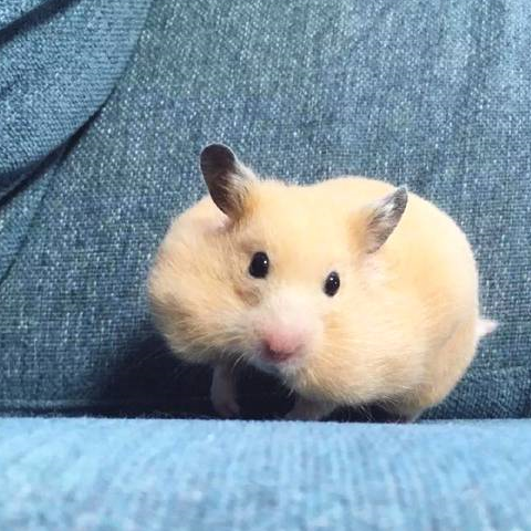 仓鼠吃这些食物可得小心了,会导致颊囊炎_主人_水果_蔬菜