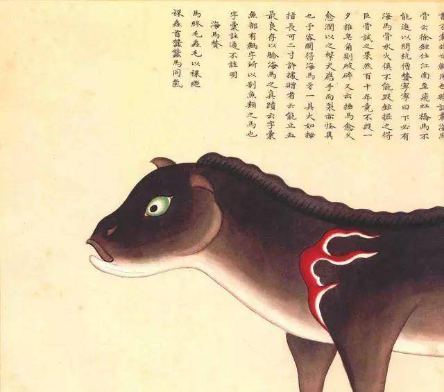 驴和海鼠再往后翻翻,《海错图》里除了海豚,还有海狗,海驴,海马,海豹