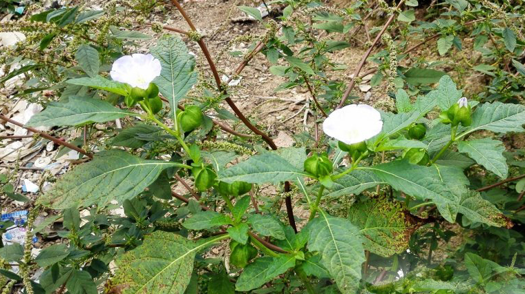农村茅厕边野草,果实像灯笼,曾被当做害草,如今成稀罕上等野菜_朋友