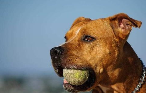 比特犬为什么见狗就咬,比特犬为什么会咬主人!_训练_性格_战斗力