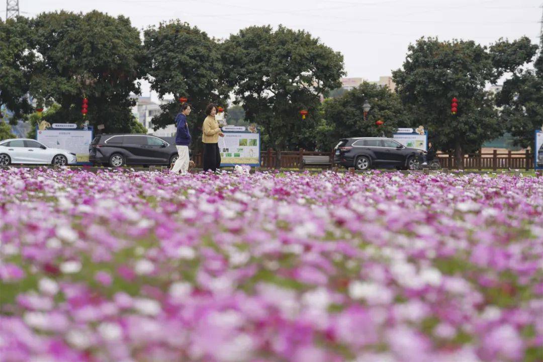 茶山这片花海盛开!关键还免费!冲!_公园