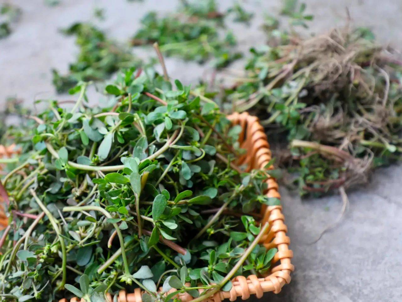 另外,对于吸烟者而言,日常饮用鱼腥草茶有助于保护肺部健康.