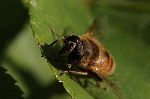 蜂胶_养蜂_吉林省