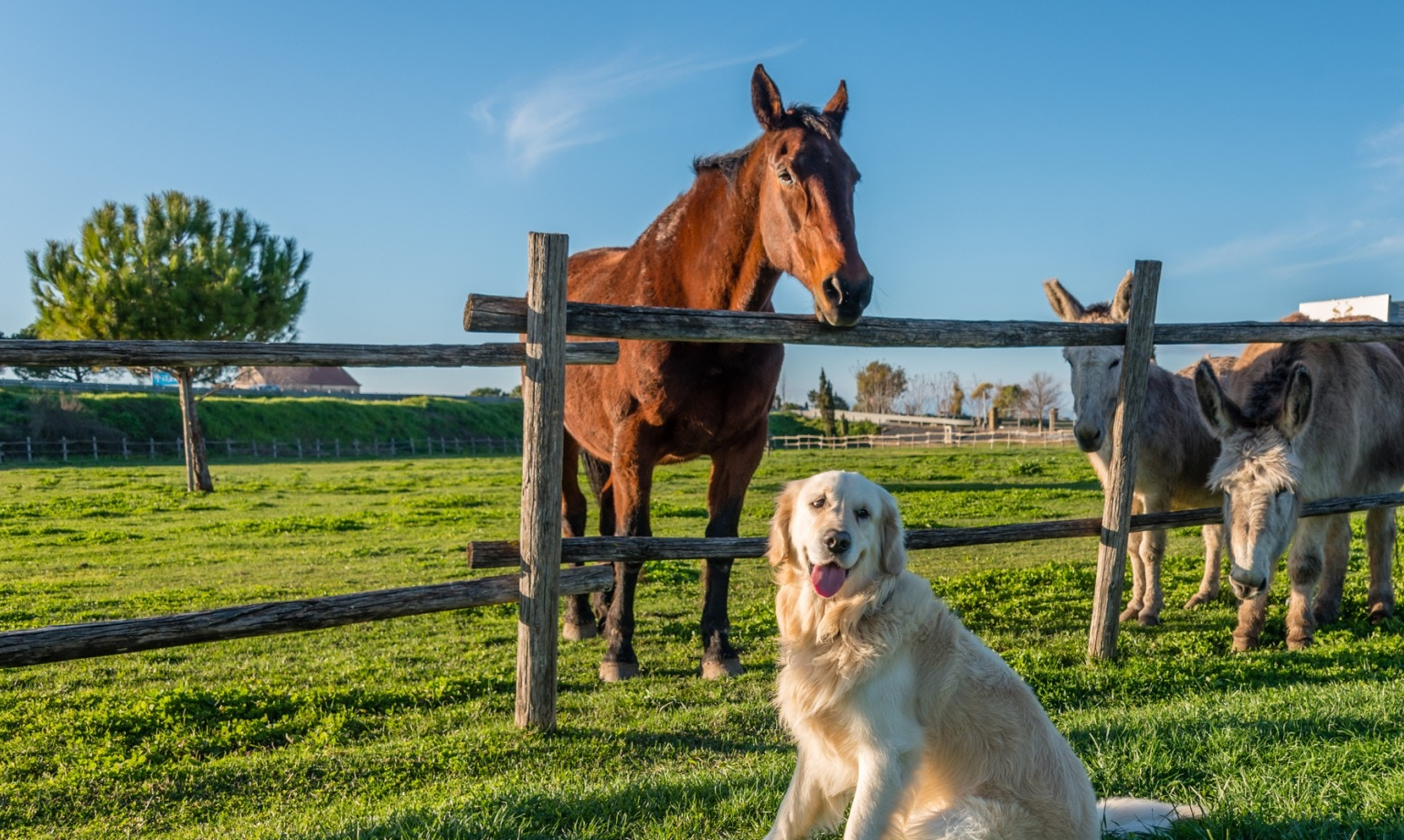壁纸 草原 桌面 1536_919