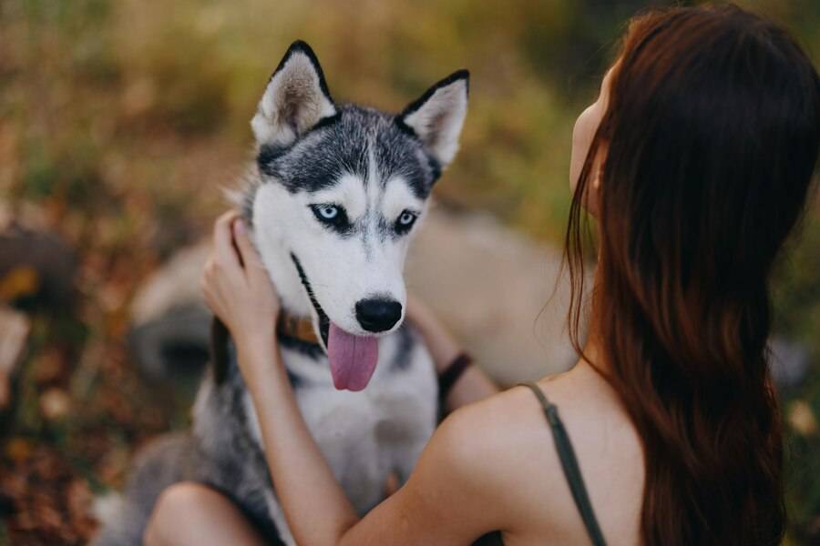 养哈士奇的好处以及弊端_挑战_主人_毛发