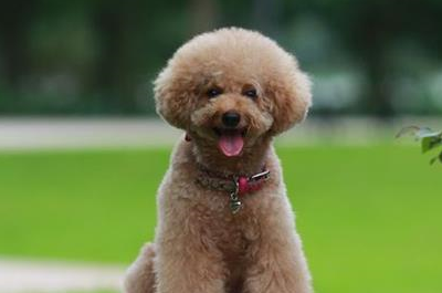 泰迪关节不好的时候,主人就不要让狗狗