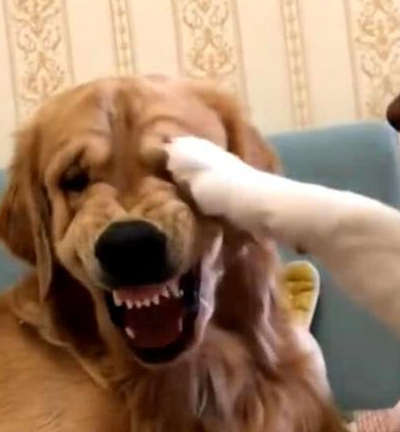 刚开始我们的金毛狗还是很能忍的,完全不理会哈士奇,但是它的表情