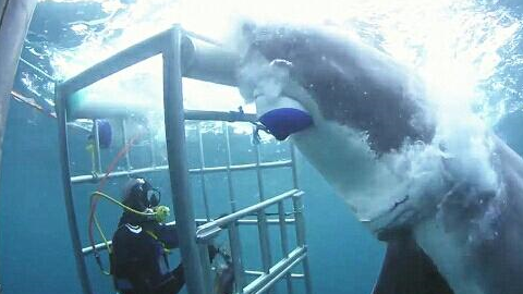 在大家惊魂未定之时,潜水员立刻向外界发出了求救信号,大家一看才