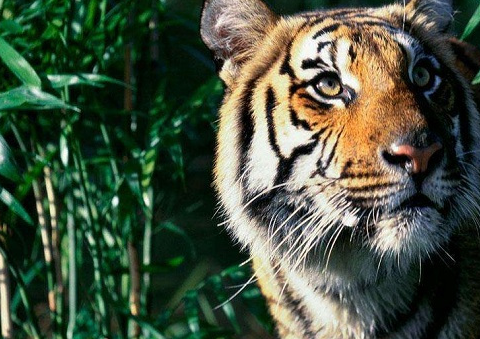 猫科动物战斗力排名,野生老虎的战斗力到底有多强!