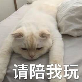 春节带猫咪回家,宠主整天打游戏不陪猫咪,猫咪:我赖着不走了!