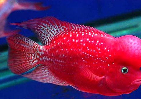 罗汉鱼改良自中北美慈鲷,不同于罗汉的是美洲慈鲷起头较晚,比较受