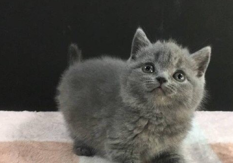 我从朋友家带回了一只小蓝猫,从此生活变得与众不同咯_沙发_都会_电影