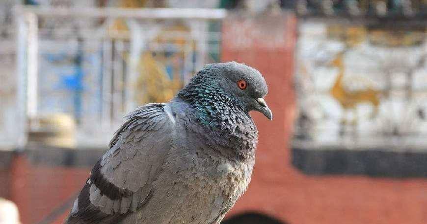 决赛中,花狐雕渐渐力不从心,节节败退;火凤凰则越战越勇.