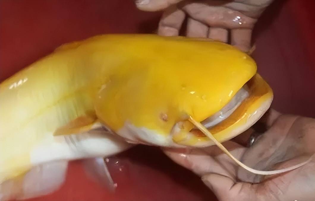 看到这张图,或许有人会说,这不就是金黄色的鲶鱼嘛,虽然少见,但并不