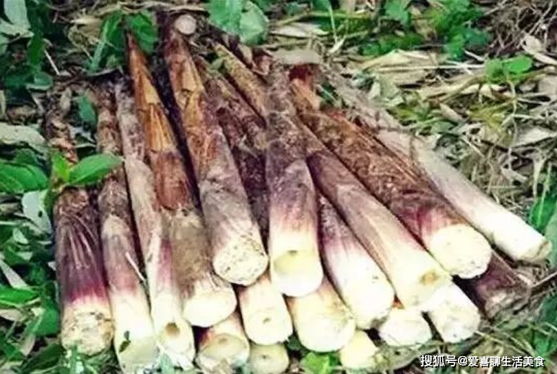 竹笋一直被认为是吉祥之物,因为竹笋长大以后是一节一节的,会越来越