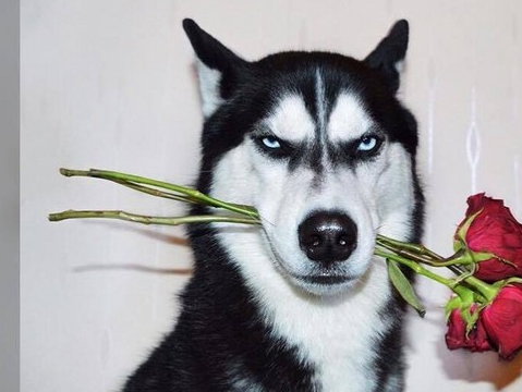 网友把哈士奇"拟人化"!淘气二哈画风一变,回眸倾国!