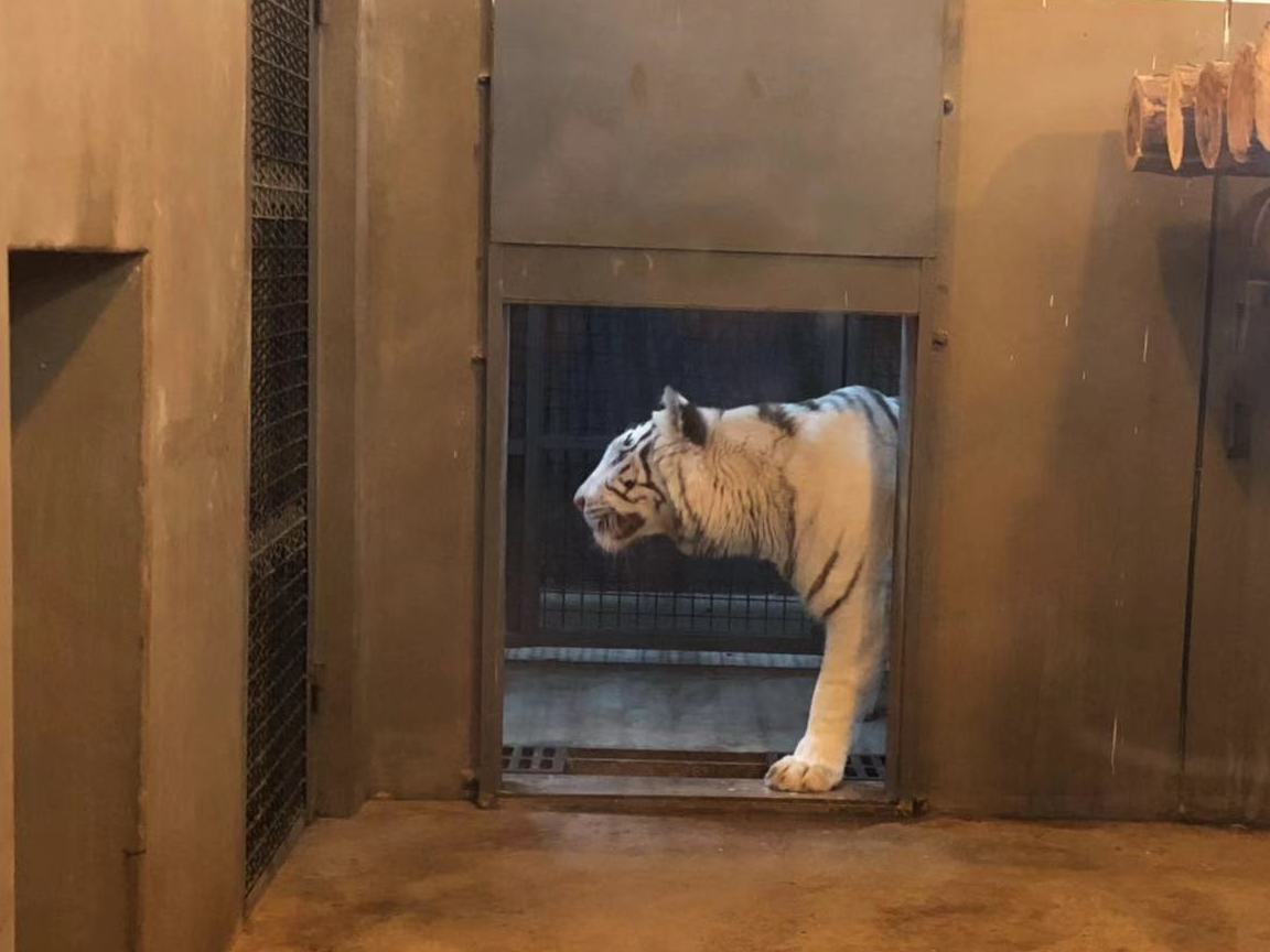 狮虎山一直是动物园里最受欢迎的场馆,这只漂亮的白虎一直在门口全神