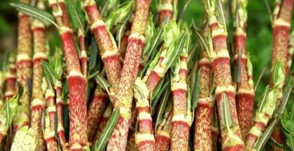 让英国房屋贬值80%,连长过的土都需