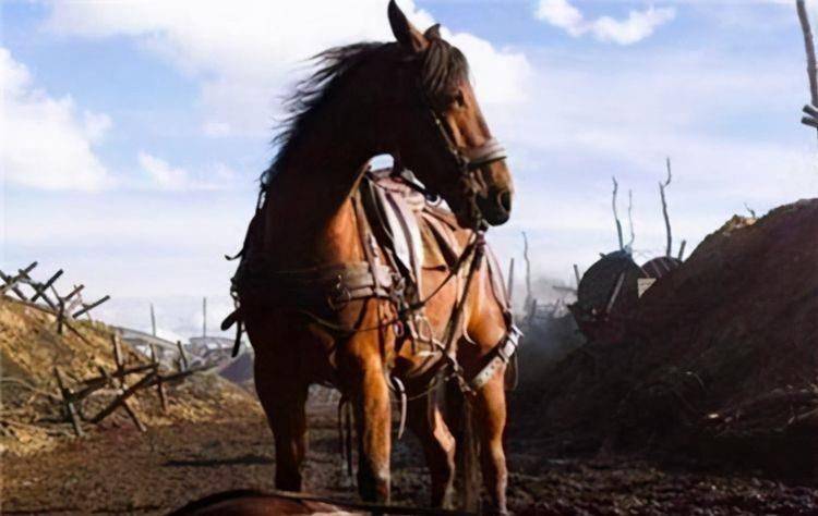 主人战死,战马选择临阵投敌,忍辱负重十天,成功为主人复仇_王成_李元