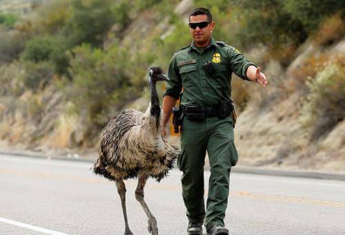 20000只鸸鹋横扫澳洲,军队用机枪疯狂扫射,1万发子弹仅消灭12只_人类