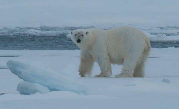 宏迪斯-北极斯瓦尔巴群岛大环线-北极熊和冰的王国(10