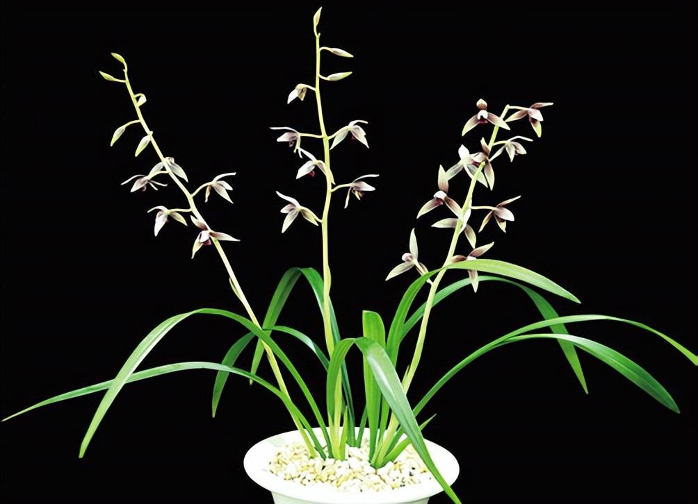 蕙兰 (龙腾)秋榜 (花非花)寒兰 (光明殿)寒兰 (上海锦)春兰 (如意)