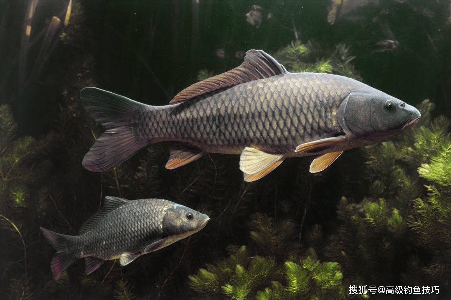 壁纸 动物 鱼 鱼类 1500_1000