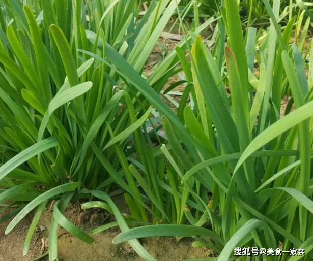 韭菜鸡蛋饼广东农村家常做法!调料撒上一点这个,吃三