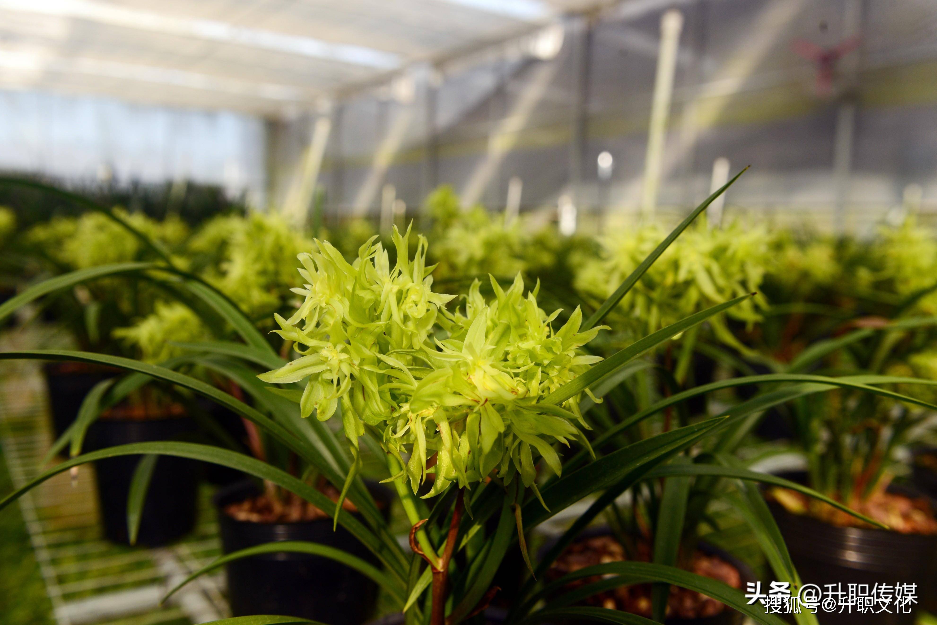 饶春源:几十载春秋种兰人,助推美丽乡村振兴发展_兰花_连城县_朋口镇