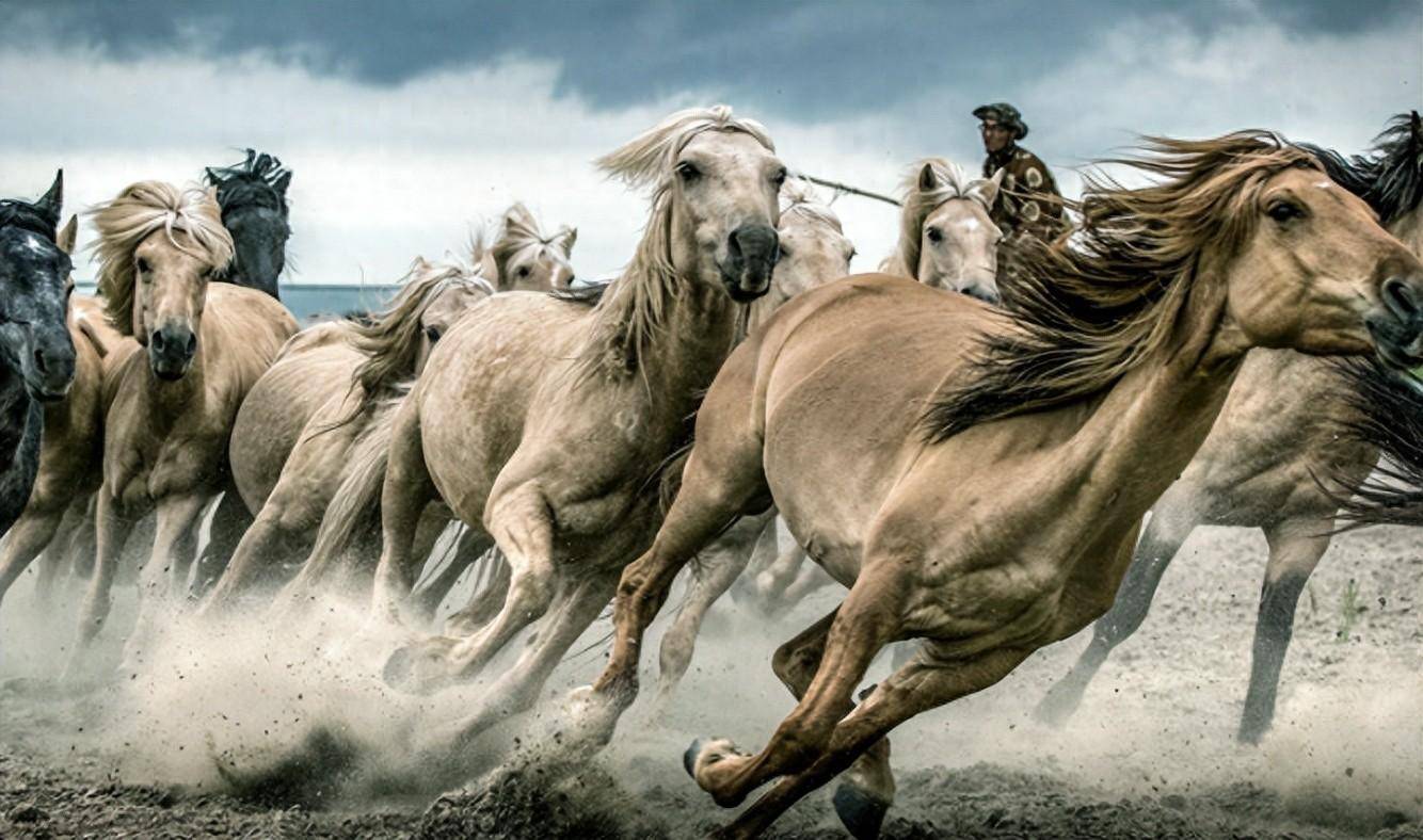 成吉思汗用三道外科手术,把草原劣等的马,打造成无敌
