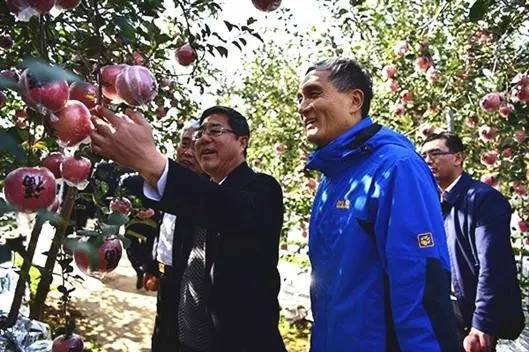 山西省农科院牛自勉:长在果树上的"牛博士"_树形_苹果