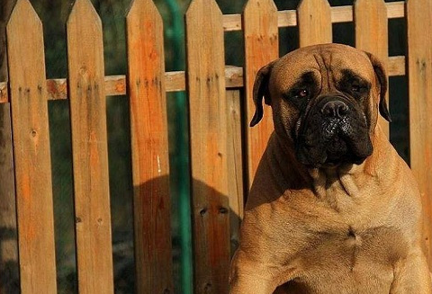 马士提夫獒犬它的体重能够达到68-100公斤的大型犬种,体型硕大,面部