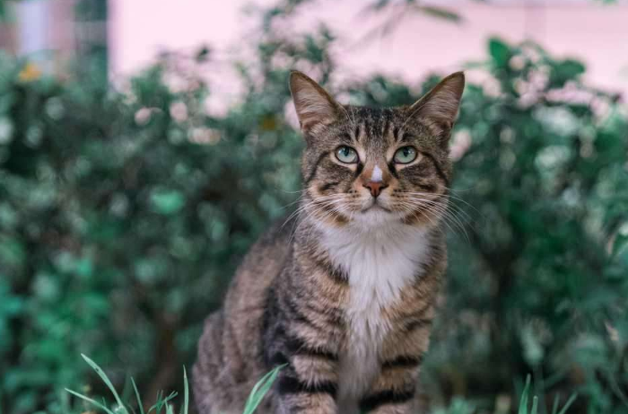 作为我国唯一被认证的品种猫,狸花猫的优点,可不仅""_