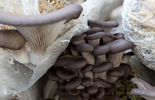 农户种蘑菇,采用"市场 合作社 棚室户"的产业化发展!