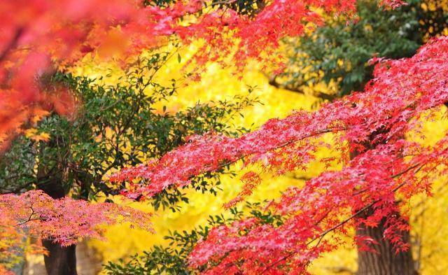 中国北方最美的枫叶,国庆赏秋的最佳去处,和南方差别